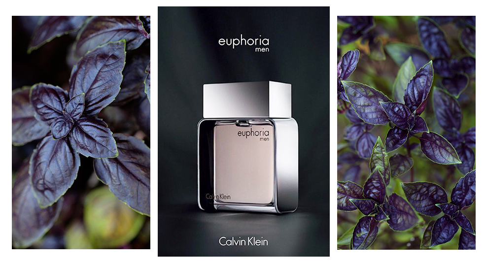 Calvin Klein Euphoria Men - блог аромат с базиликом фото
