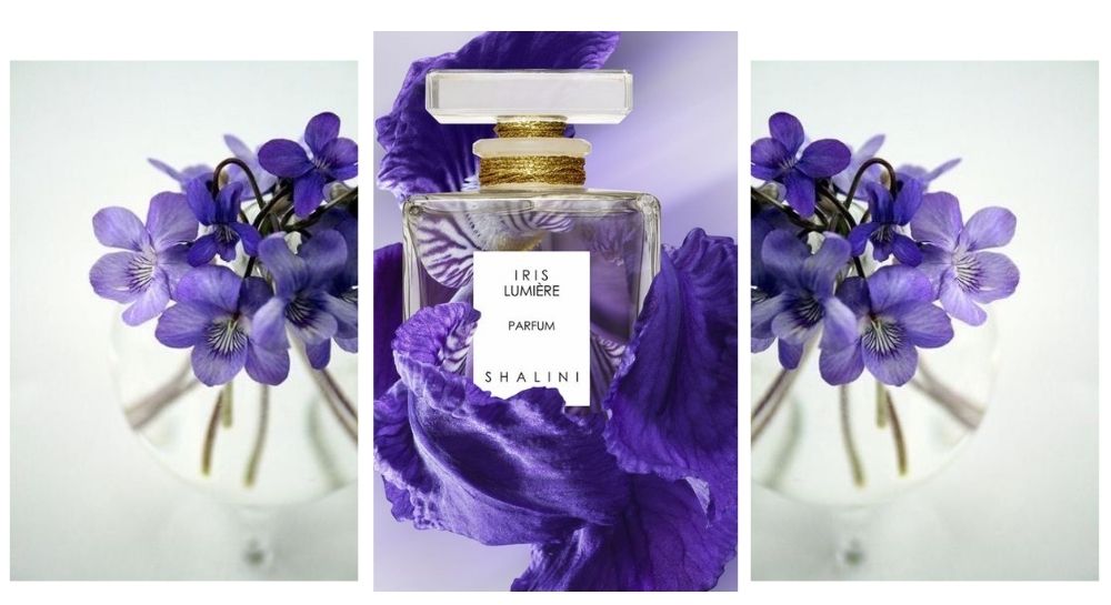 фіалка фото статті